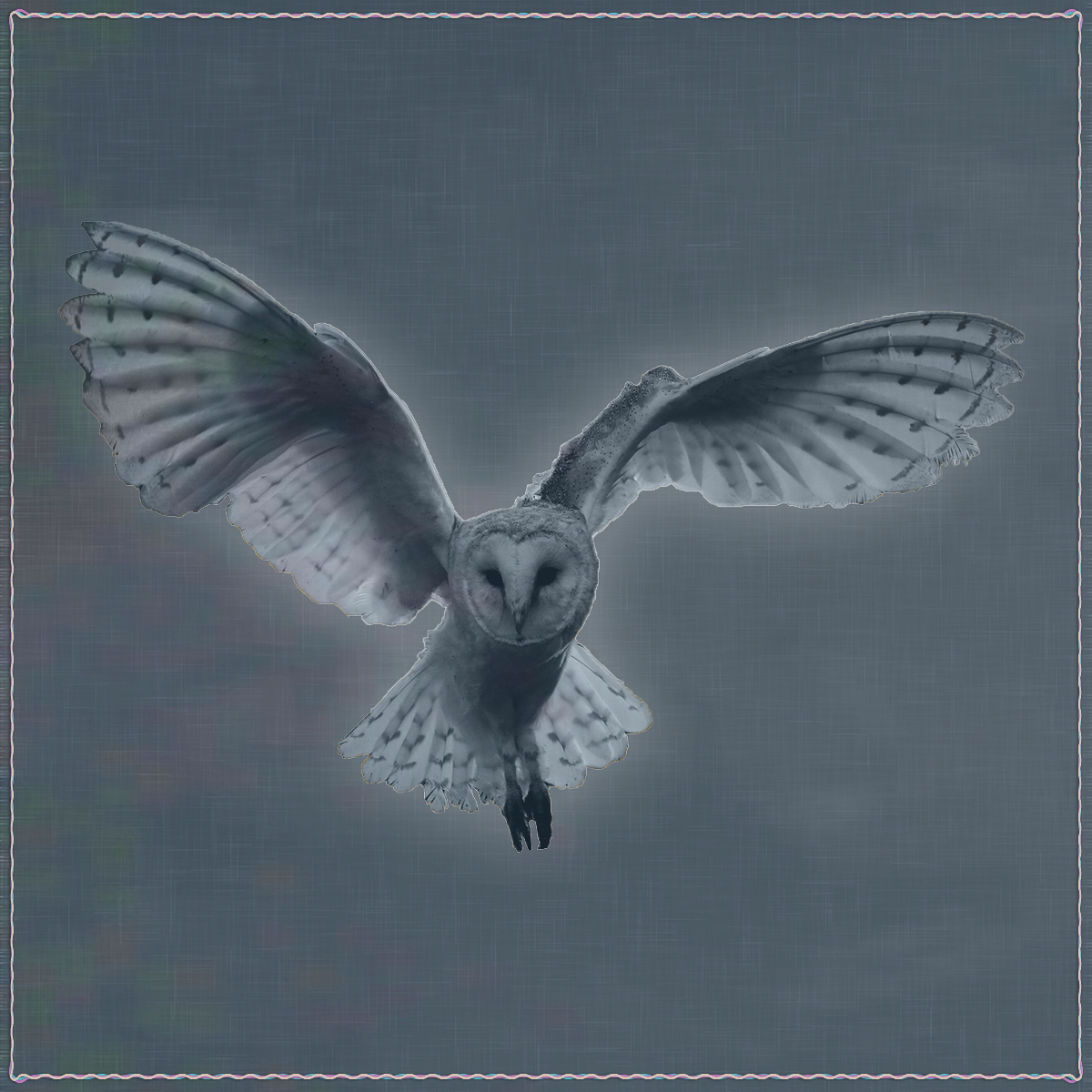 On a gray background, there is a large flying owl.